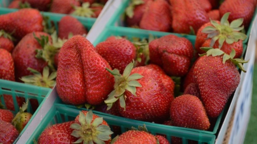 mcgrath family farms strawberries