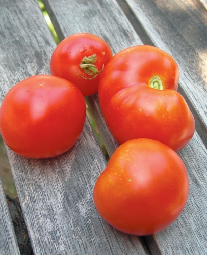 stupice tomatoes