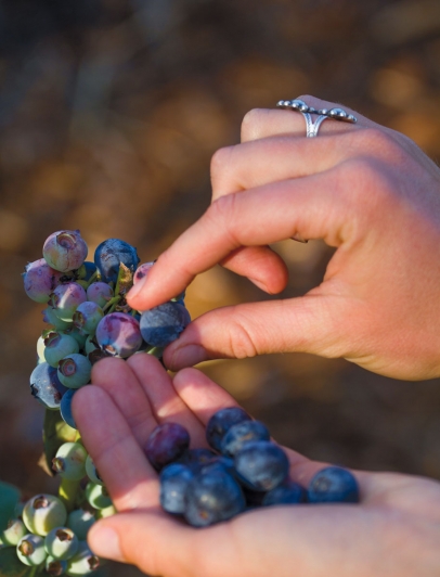 Handful of fresh blueberries