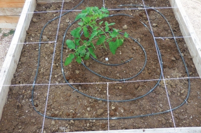 tomatoe-plants-square-foot-garden