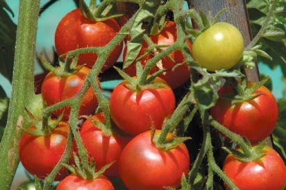 Gardeners Delight tomatoes