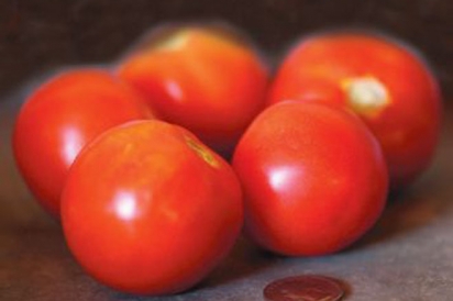 Siberian tomatoes