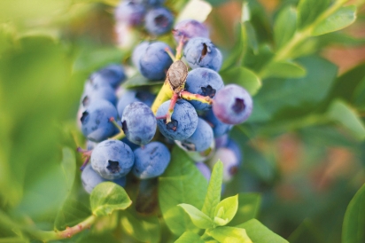 Blueberries at Apricot Lane Farms