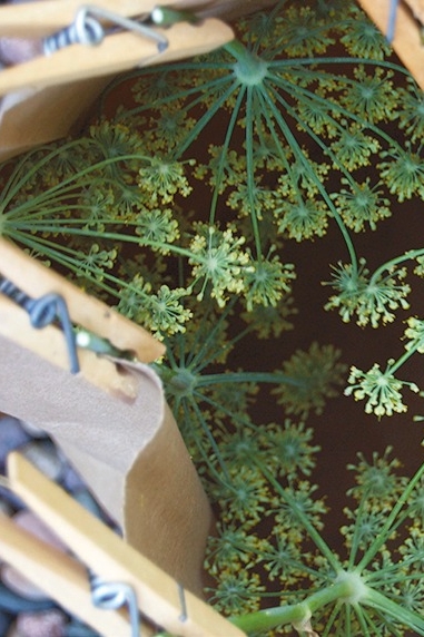 Capturing fennel pollen with the help of a paper bag and some clothespins