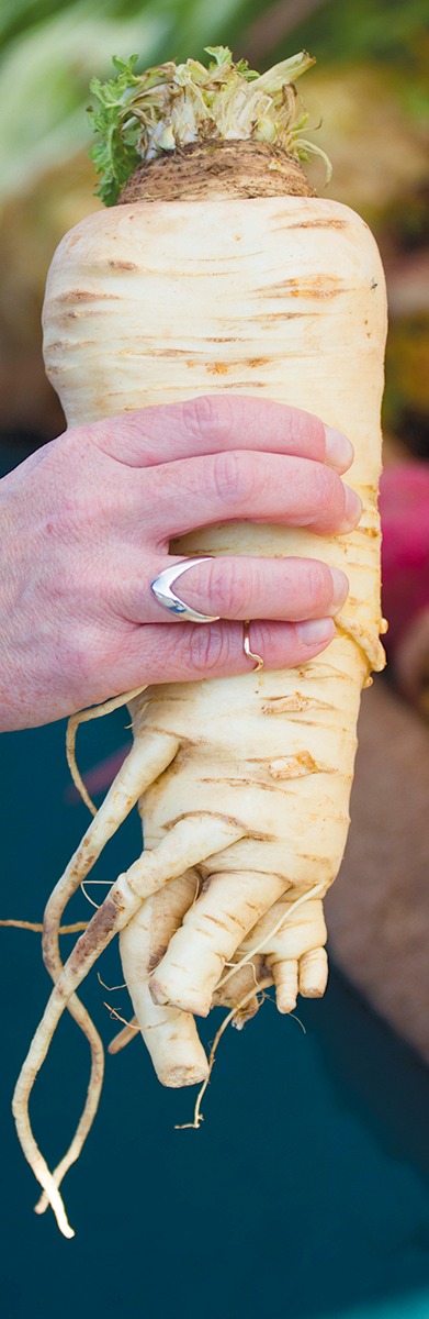 Farmers’ market definition of beauty: a bit of dirt and irregular shape. Parsnip spotted at the Channel Islands Farmers’ Market.