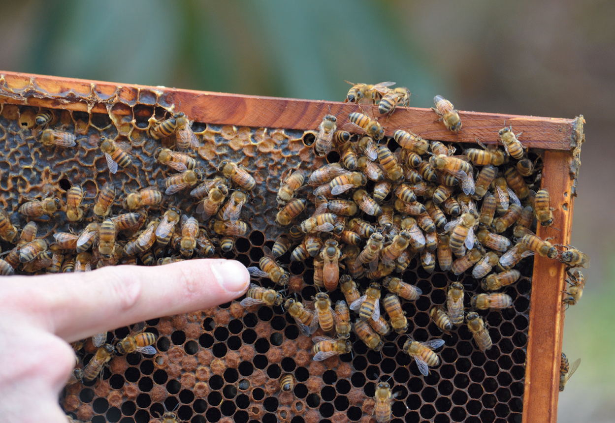 Hive Talkin': Ventura County is a Honey of a Place