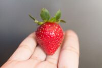 strawberry in hand.jpg