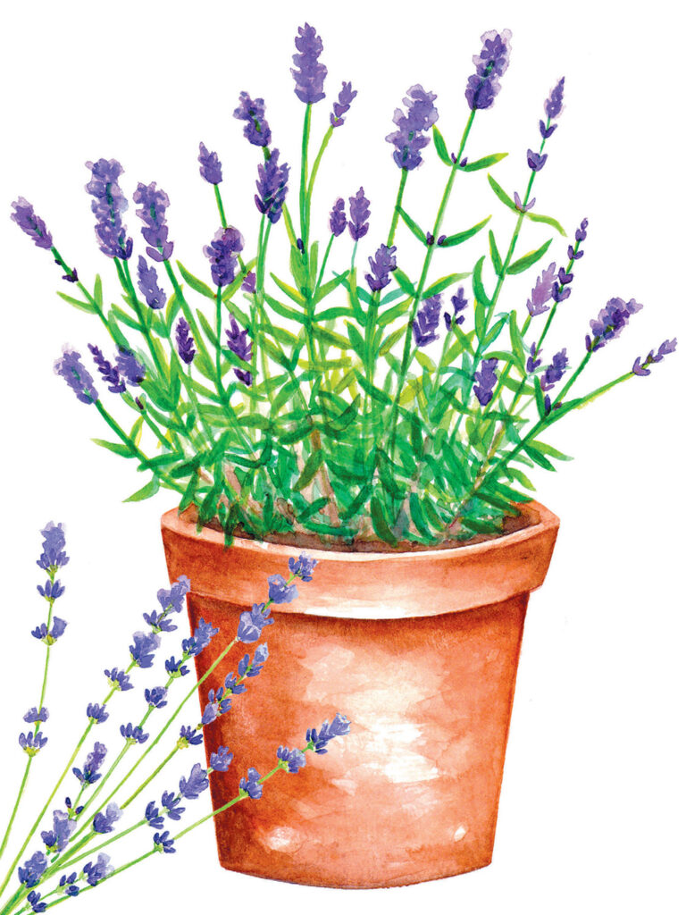 mellow-out-with-calming_001.jpg