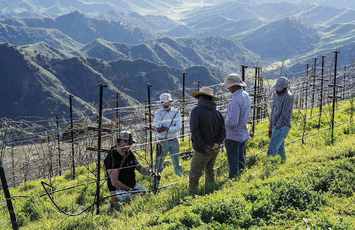 pruning-class-ojai-mountain.jpg