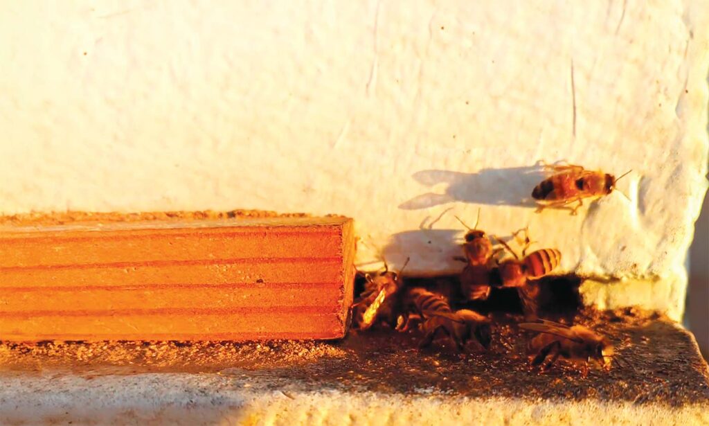 backyard-beekeeping.jpg