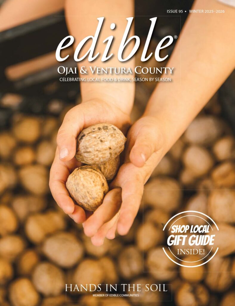 Young Hands holding freshly picked walnuts