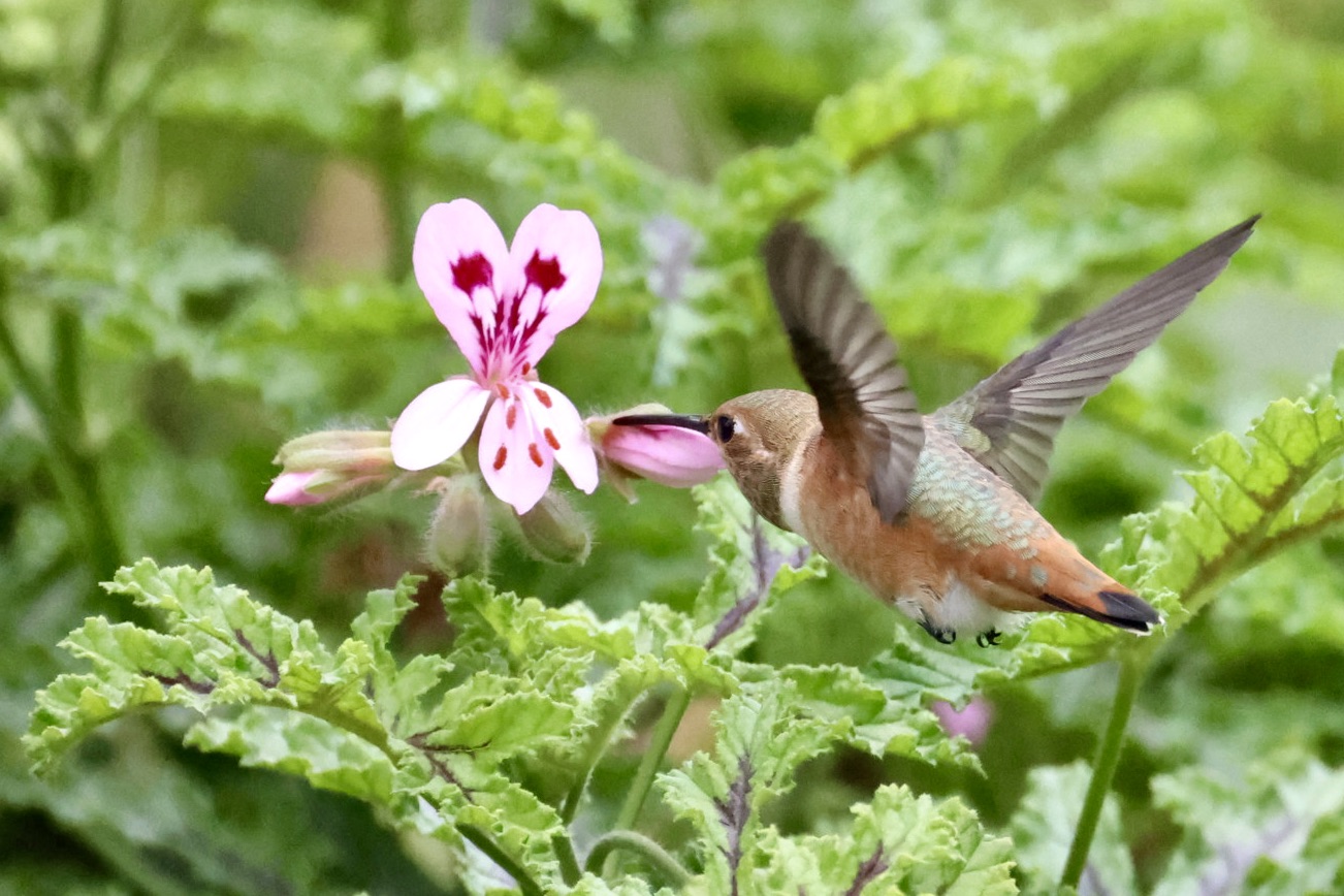 Hummingbird in flight taking nectar from a flower