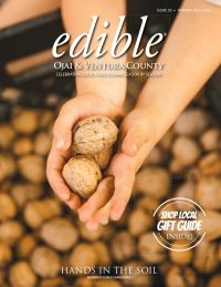 Young Hands holding freshly picked walnuts