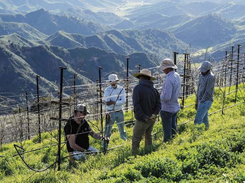 pruning-class-ojai-mountain.jpg